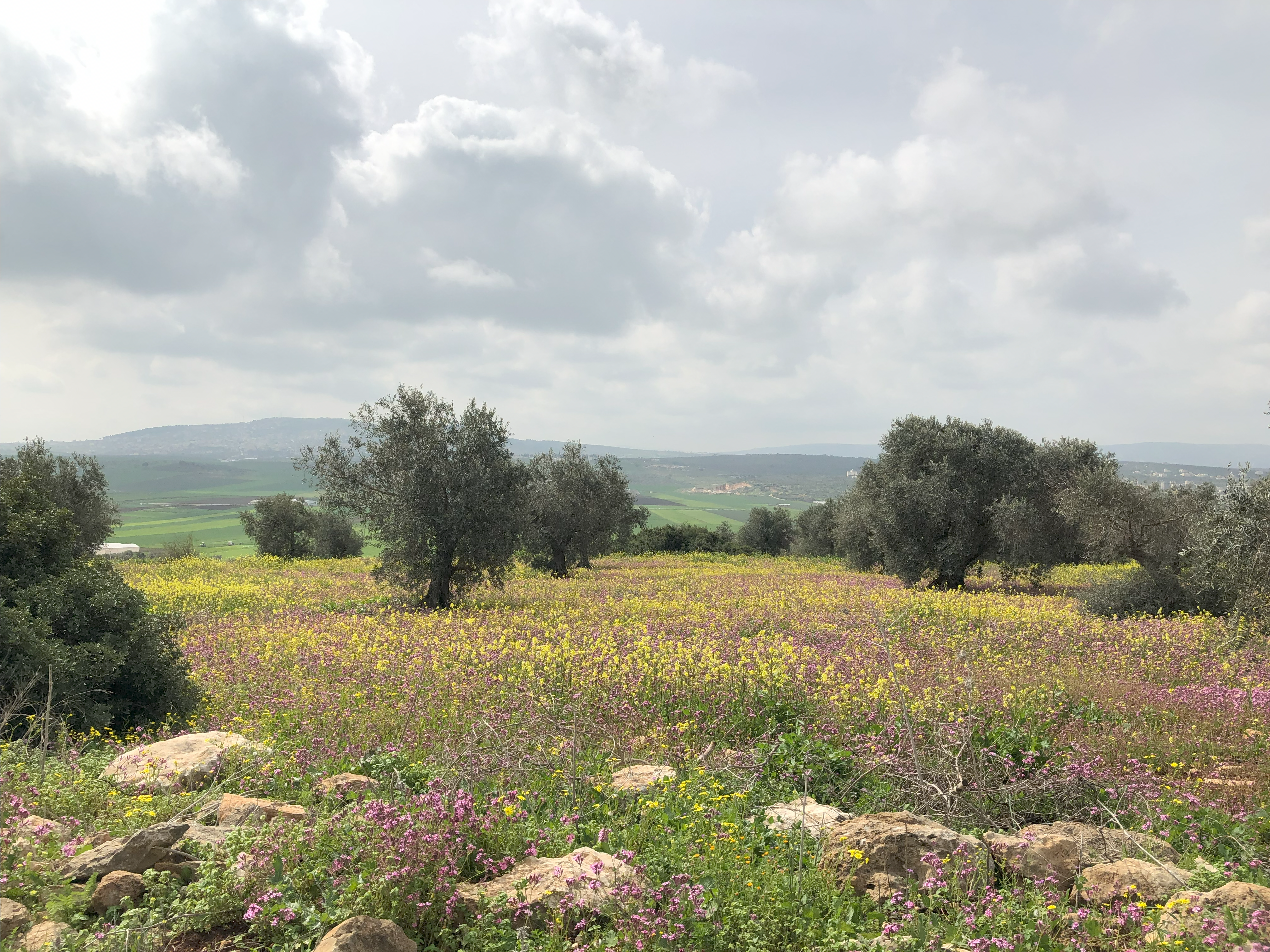 Telfit/Jalqamous area near Jenin. Gabi Kirk, March 2022