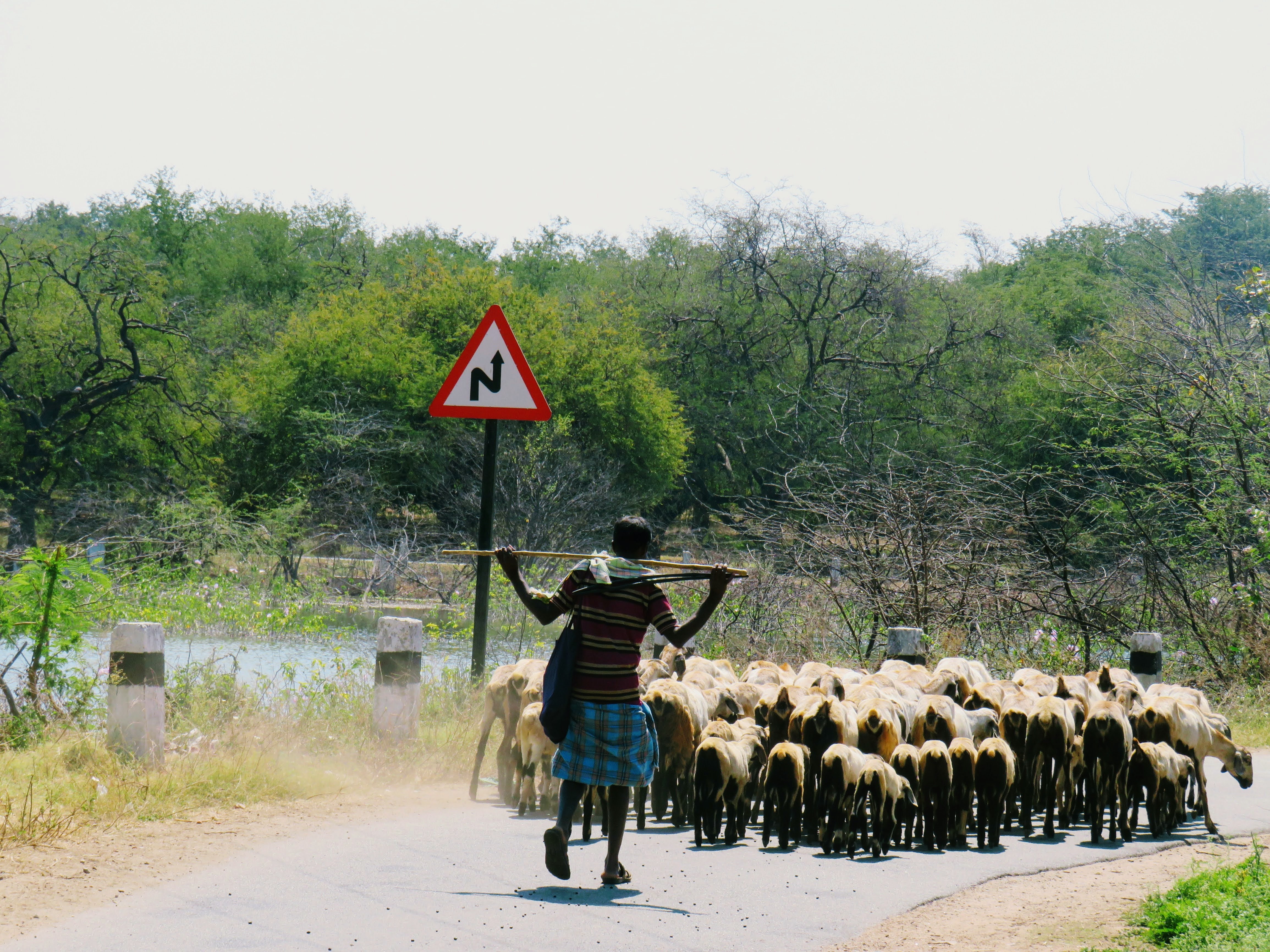 A bend in the pathway of a shepherd